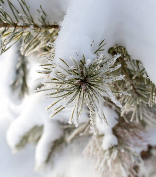 istock Snow on the Christmas tree in winter 920908642