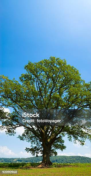 Zielony Dąbdrzewo Pionowe Panorama - zdjęcia stockowe i więcej obrazów Bez ludzi - Bez ludzi, Fotografika, Obraz w kolorze