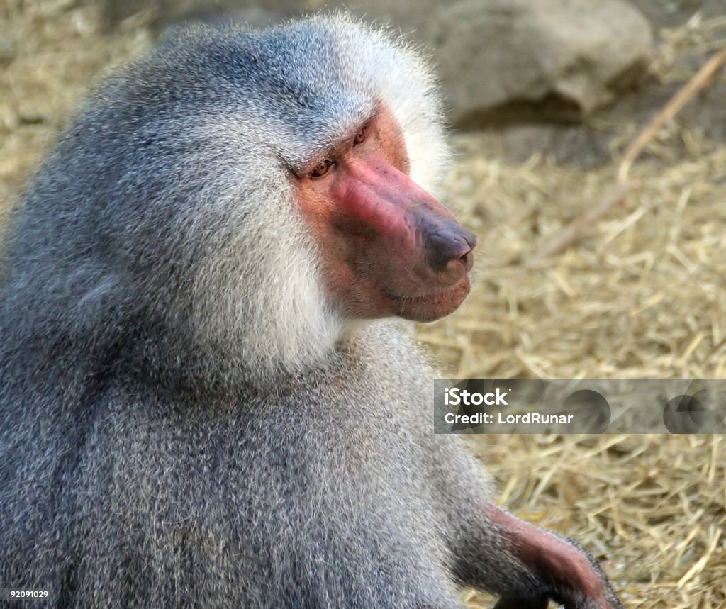 Babouin troop leader - Photo de Horizontal libre de droits