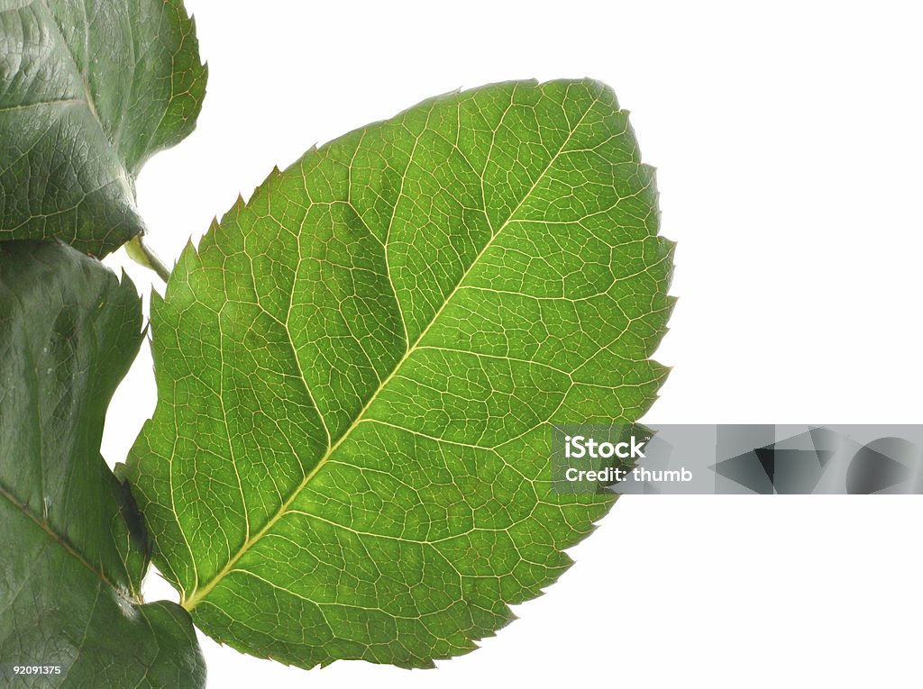 녹색 강렬함 잎 내용은 인명별 - 로열티 프리 0명 스톡 사진