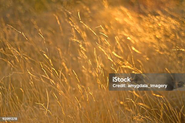 Sunset Gras Stockfoto und mehr Bilder von Abstrakt - Abstrakt, Albuquerque, Beleuchtet