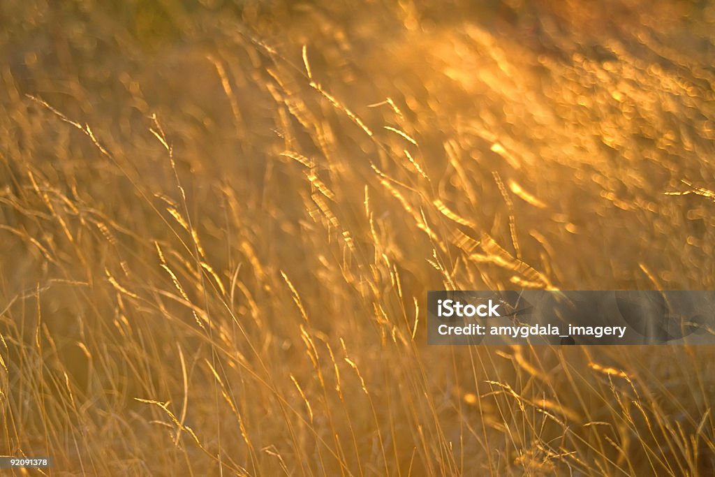 Трава на закате - Стоковые фото Абстрактный роялти-фри