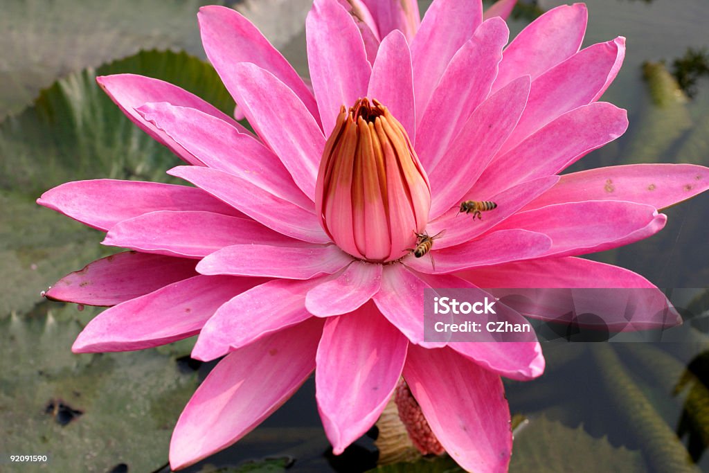 Pink water lily Pink water lily blooming in summer and attracts bees. Aquatic Organism Stock Photo