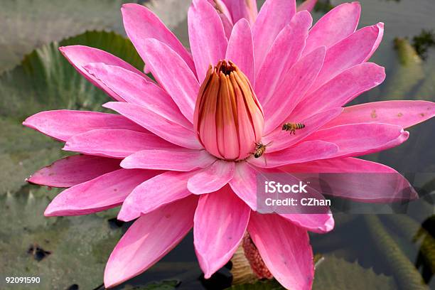 Pink Water Lily Stock Photo - Download Image Now - Aquatic Organism, Asia, August