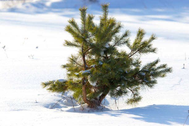 istock coniferous green tree on snow in winter 920917378
