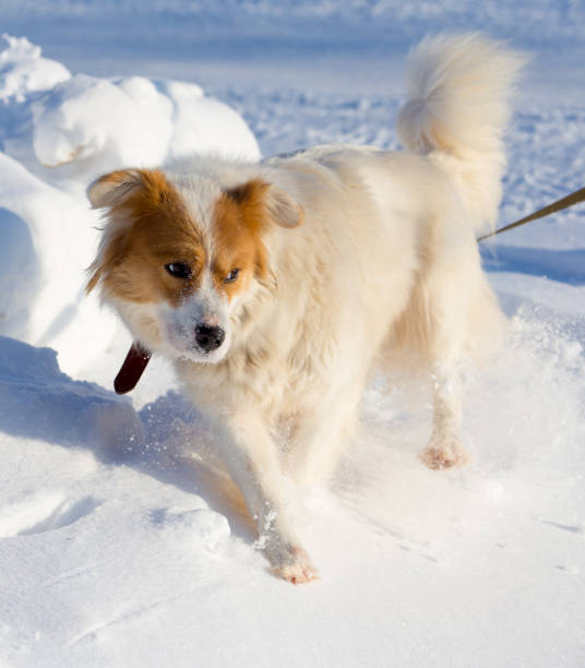 istock A dog walks in the snow in the winter 920917470