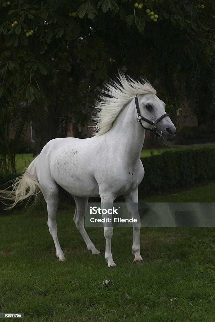 Cavallo arabo - Foto stock royalty-free di Ambientazione esterna
