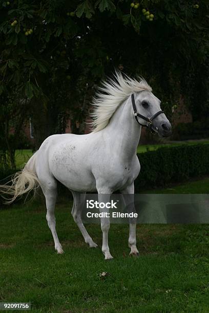 Cavallo Arabo - Fotografie stock e altre immagini di Ambientazione esterna - Ambientazione esterna, Animale, Animale da compagnia