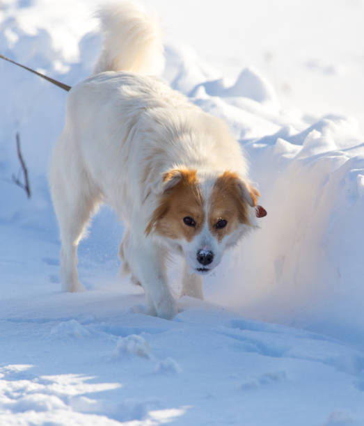 istock A dog walks in the snow in the winter 920917584