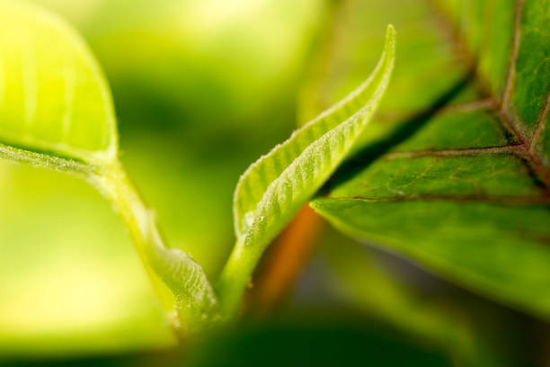 istock Young leaves on an indoor plant 920918034