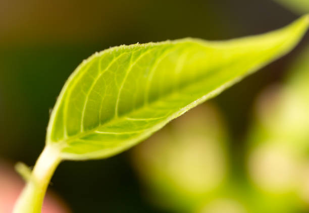 istock Young leaves on an indoor plant 920918108