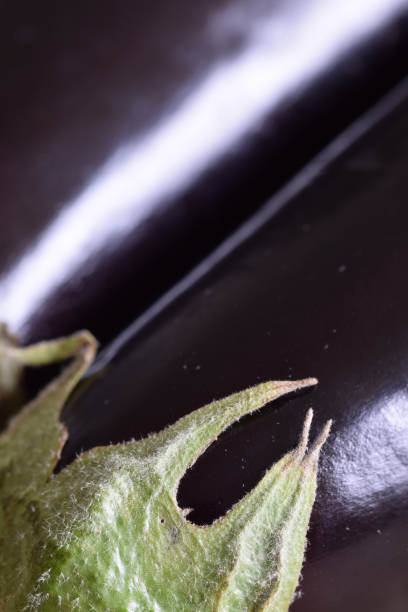 Aubergine