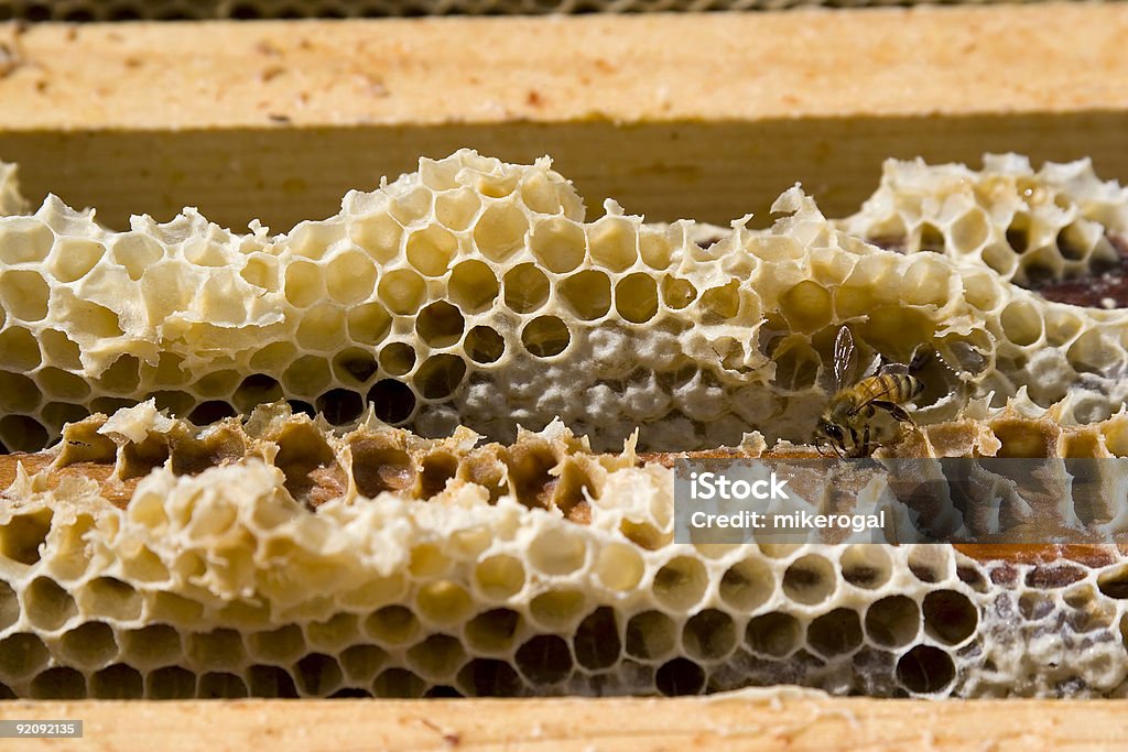 Honey comb  Adult Stock Photo