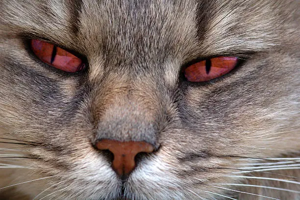 Photo of red eyes cat