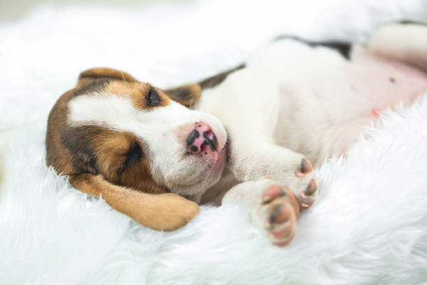 istock portrait of young beagle sleep on white bed 920924350