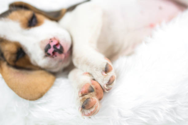 istock portrait of young beagle sleep on white bed 920924370