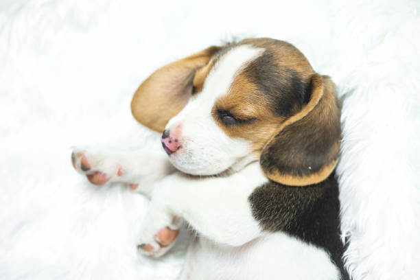 istock portrait of young beagle sleep on white bed 920926228