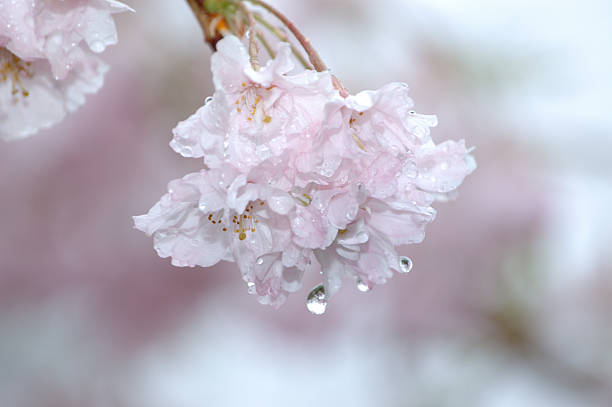 Rain on Cherry Blossom stock photo
