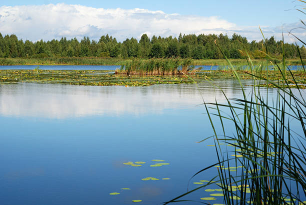 istock Smooth lake with green overgrown banks, Ukraine 92092853