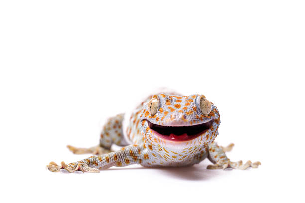 istock Aggressive Tokay Gecko white isolated background 920928646