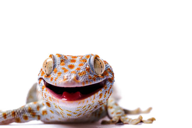istock Aggressive Tokay Gecko white isolated background 920928652