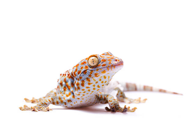 istock Aggressive Tokay Gecko white isolated background 920928654