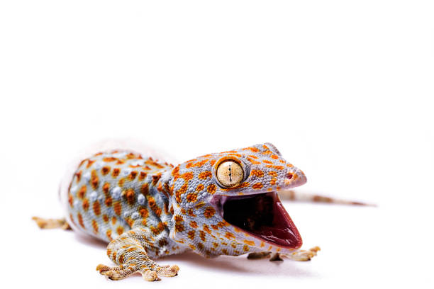 istock Aggressive Tokay Gecko white isolated background 920928660