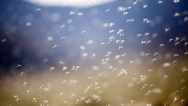 istock Thousands of small flies on Lake Bulunkul 920928774