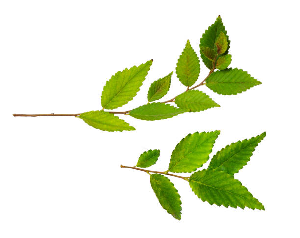 istock Set of twigs with green leaves 920929044