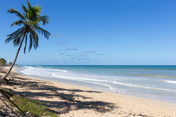 istock Palm on white sand on a background seascape 920929112