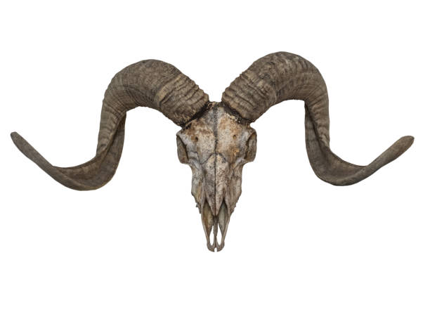 goat skull isolated on the white background - jumbuck imagens e fotografias de stock