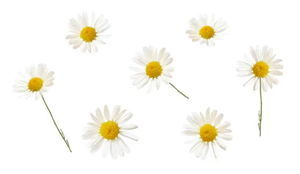 Set of white daisy flowers isolated on white