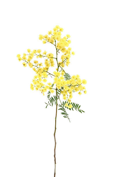 Wattle sprig  wattle flower stock pictures, royalty-free photos & images