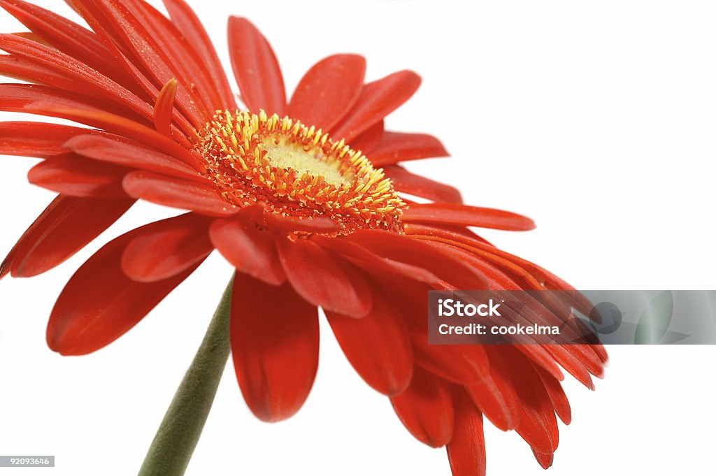 Red flower on a white background  Backgrounds Stock Photo