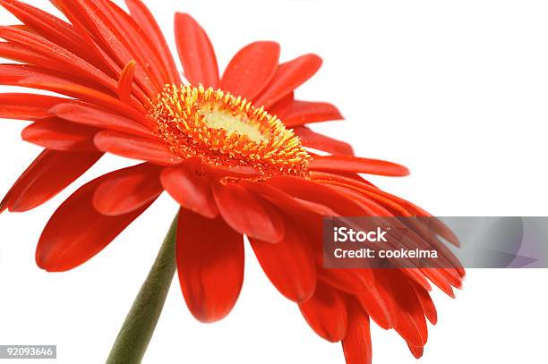 Red Flower On A White Background Stock Photo - Download Image Now - Backgrounds, Beauty, Beauty In Nature