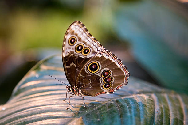 morpho peleides - blue silk morpho butterfly photos et images de collection