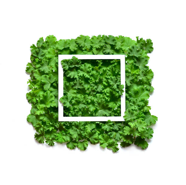 istock Creative layout made leaves with white paper frame. Flat lay. Nature concept 920937922