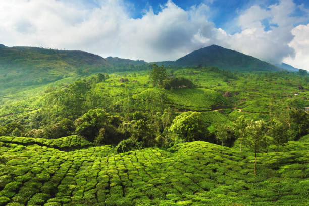 istock Tea plantations in Munnar, Kerala, India 920938498