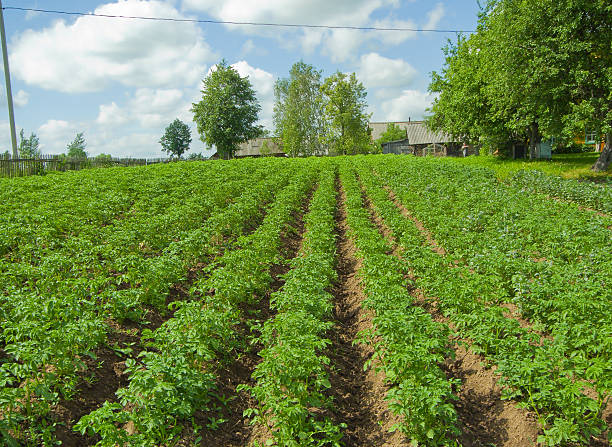 istock Field of a potato 92094573