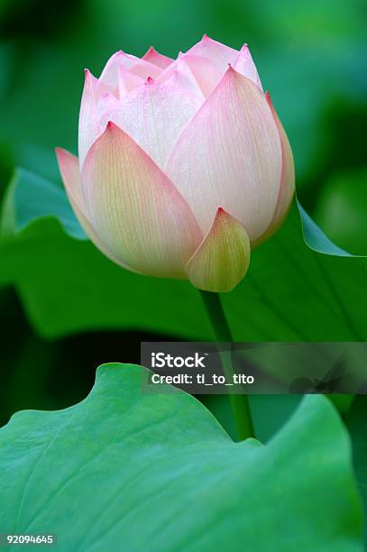 Kwiat Lotosu - zdjęcia stockowe i więcej obrazów Biologia - Nauka - Biologia - Nauka, Bliskie zbliżenie, Botanika