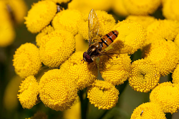 hoverfly stock photo