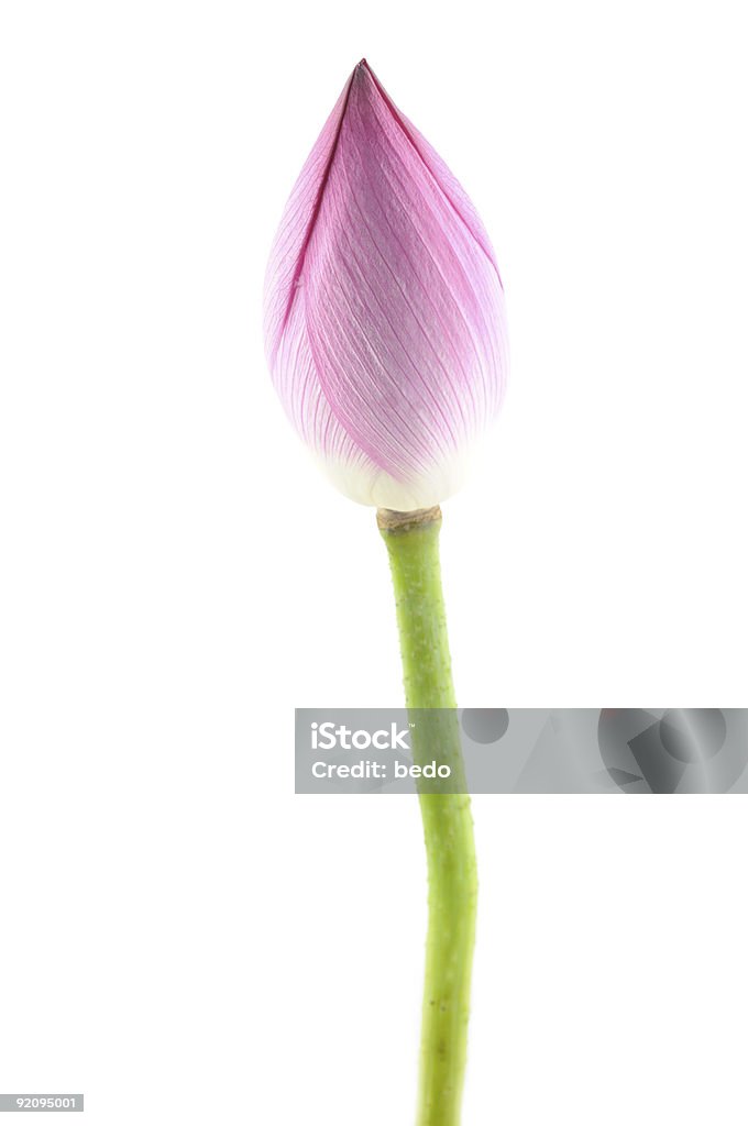 Fiore di loto - Foto stock royalty-free di Bellezza naturale