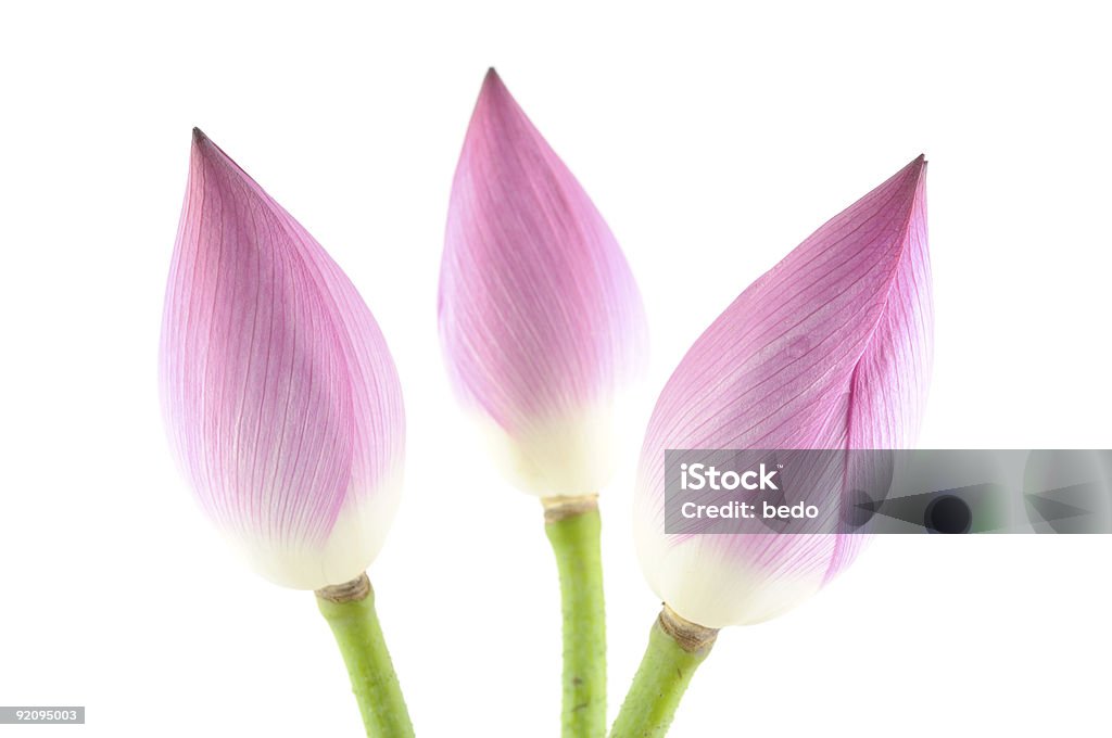 Lotus kwiaty - Zbiór zdjęć royalty-free (Bez ludzi)