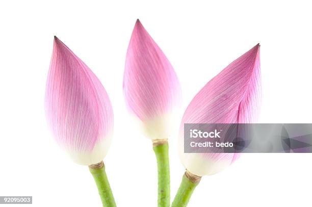 Flores De Lótus - Fotografias de stock e mais imagens de Beleza natural - Beleza natural, Botânica - Ciência de plantas, Branco