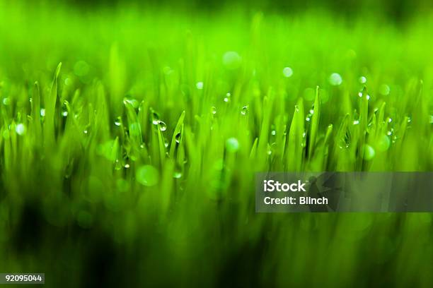 Relva Verde - Fotografias de stock e mais imagens de Ao Ar Livre - Ao Ar Livre, Chuva, Comida