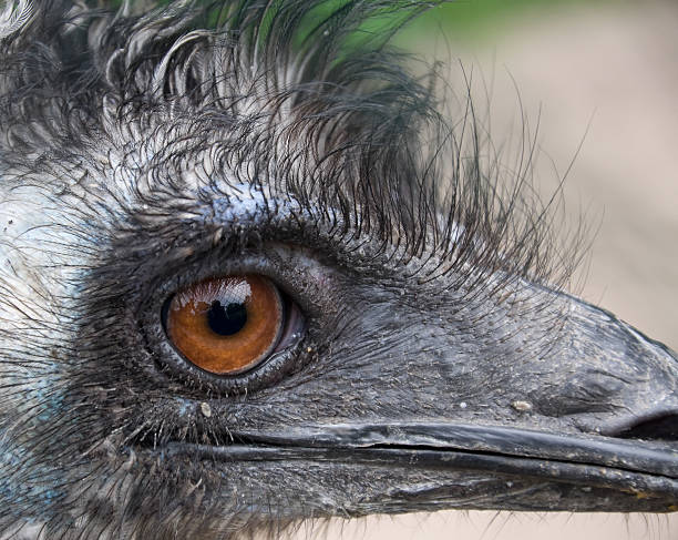 Ostrich eye stock photo