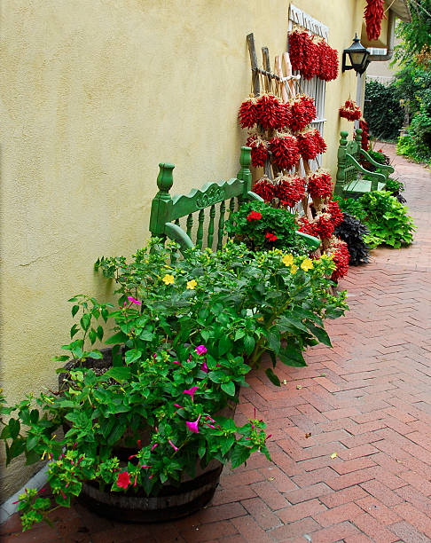 istock Flowers, Peppers in Albuquerque 92095311