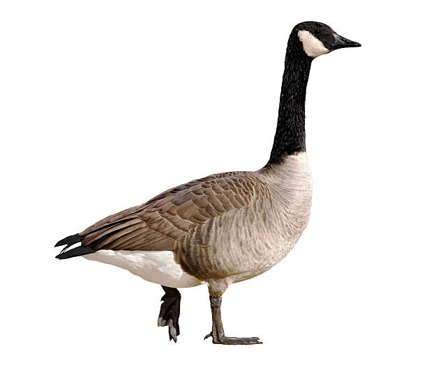 A Canadian goose on a white background Isolated canada goose on a white background canada goose photos stock pictures, royalty-free photos & images
