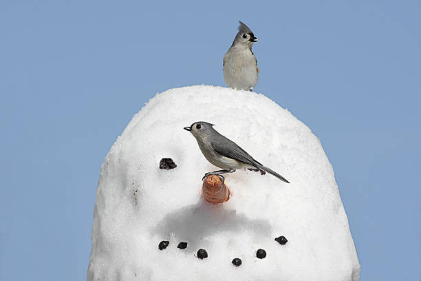 due uccelli su un pupazzo di neve - tufted tit foto e immagini stock