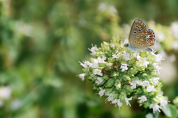 Summer day: single Pieris white butterfly on top of an Agastache plant.